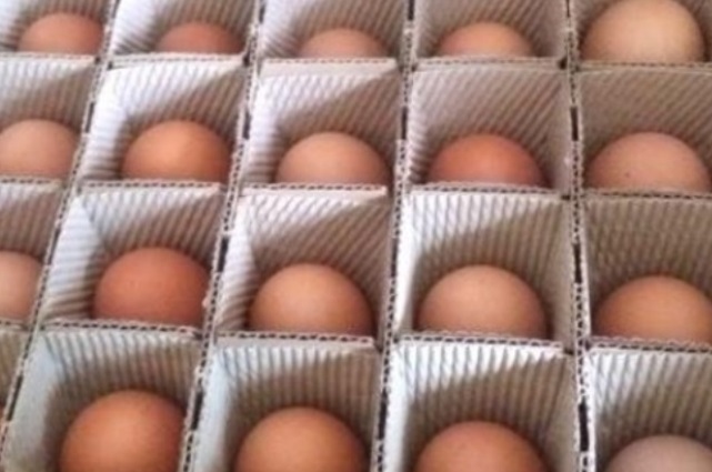 동네한바퀴-경기도-연천-유정란