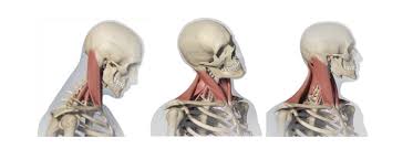 이세희 괄사 셀프마사지 흉쇄유돌근 턱선 ㅣ이세희 전참시