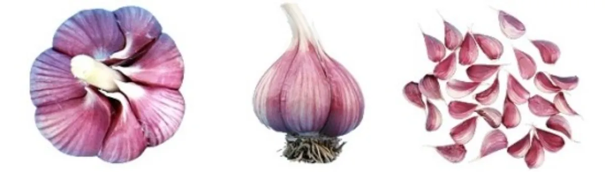 의성 단양 마늘