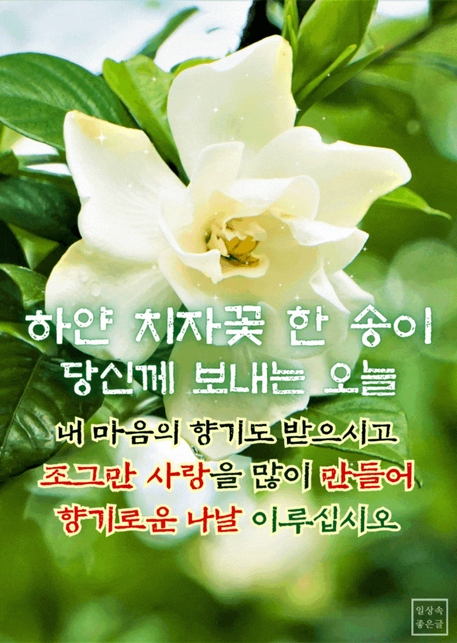 치자꽃 위에 적힌 감성 시 이미지