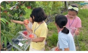 조치원 복숭아축제