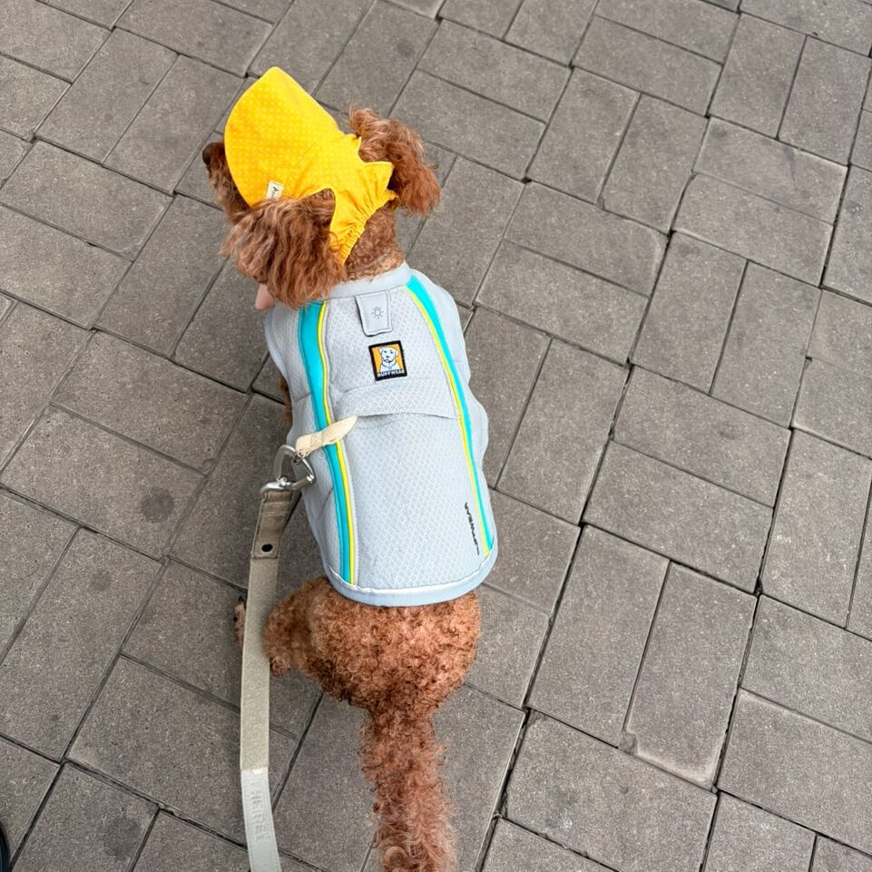 쿨조끼와 모자를 착용한 강아지