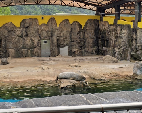 과천서울대공원동물원바다사자