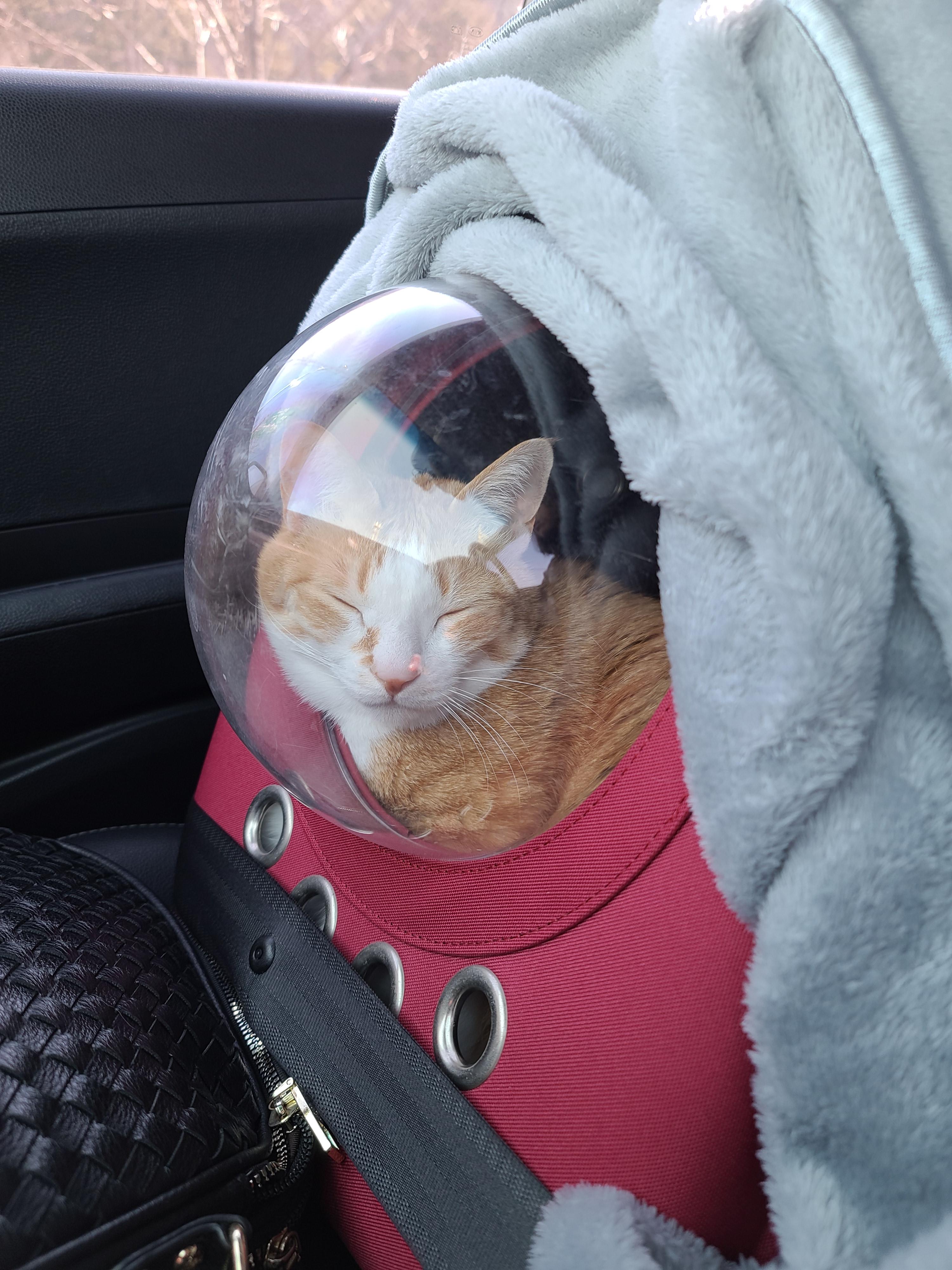 황달로 인한 호야의 입원. 고양이 황달.