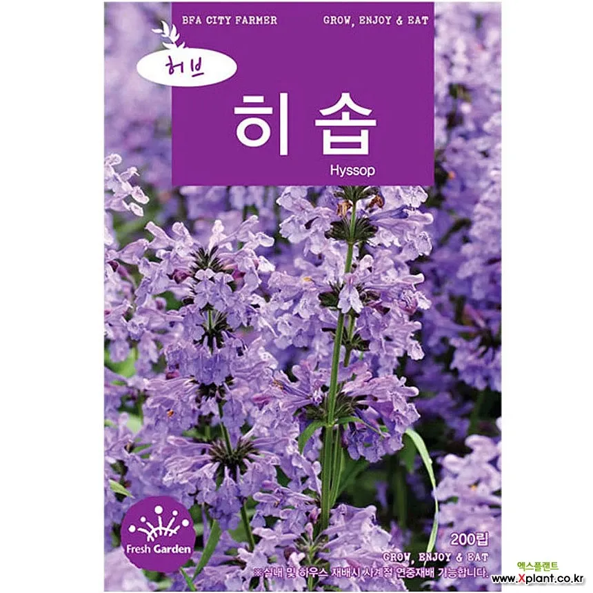 히솝 재배 씨 뿌리기 통풍 관리 허브 차 활용_2