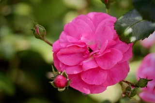 곡성세계장미축제