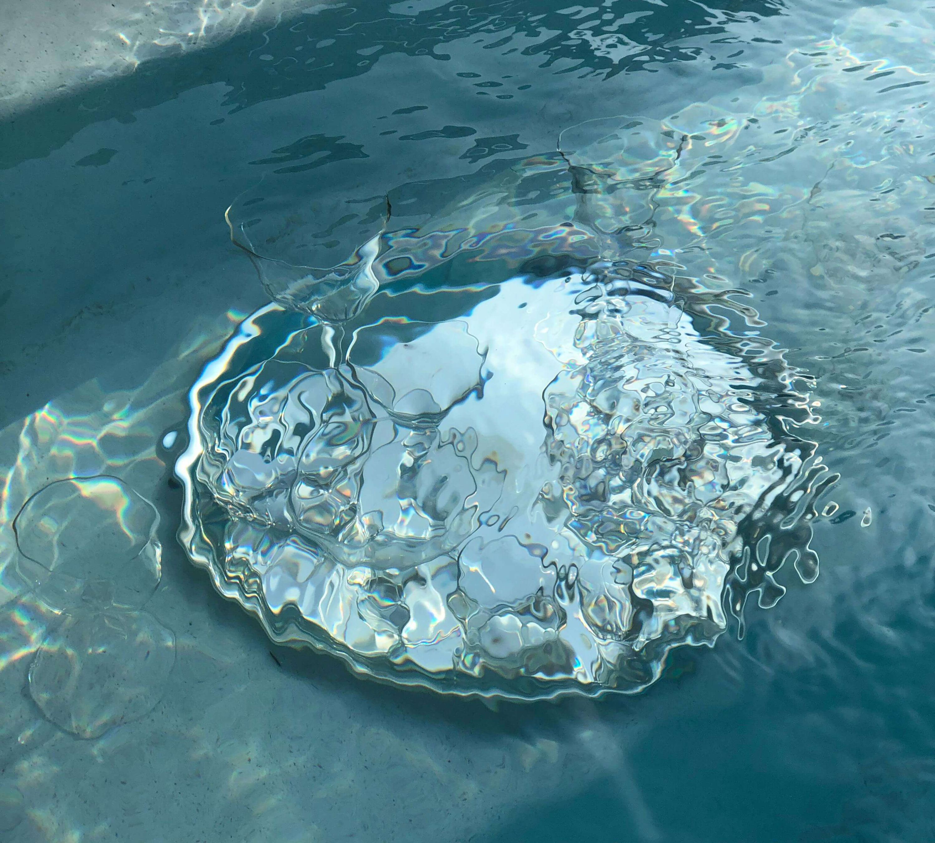 초파리 발생원인과 예방 및 퇴치방법(내돈내산 꿀팁까지)