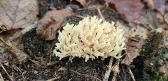 싸리버섯 채취시기종류 정보를 정리_20