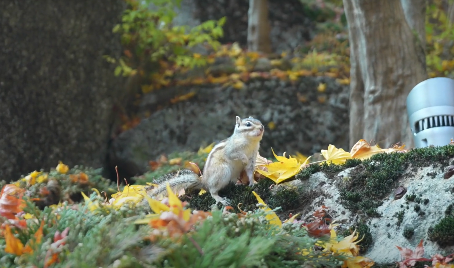 3. 화담숲 단풍 절정 시기