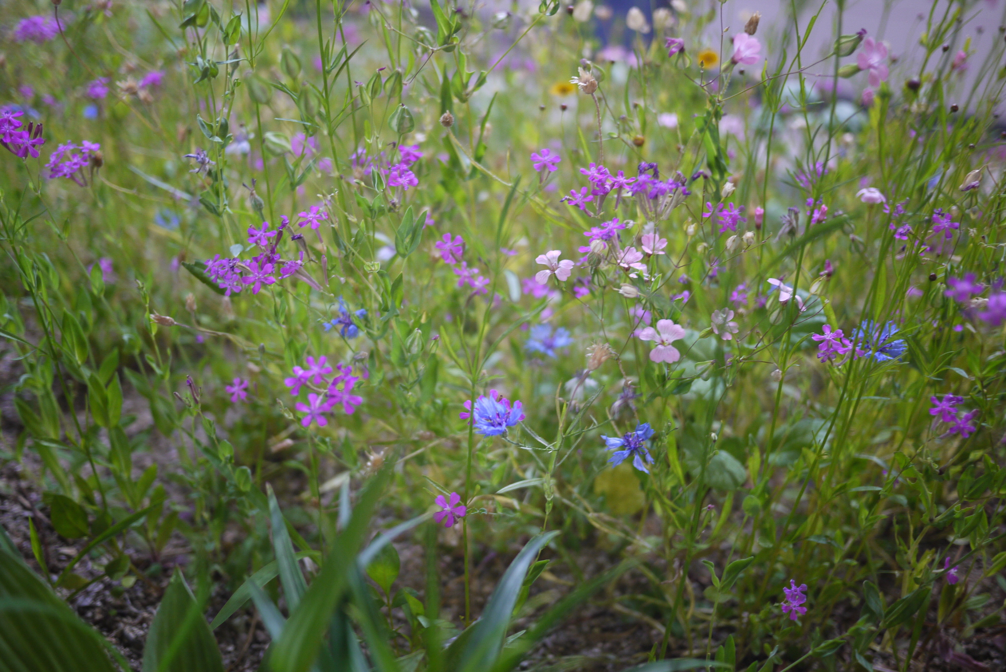 루믹스 GF1 샘플