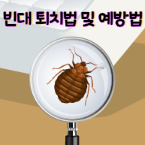 빈대 퇴치법