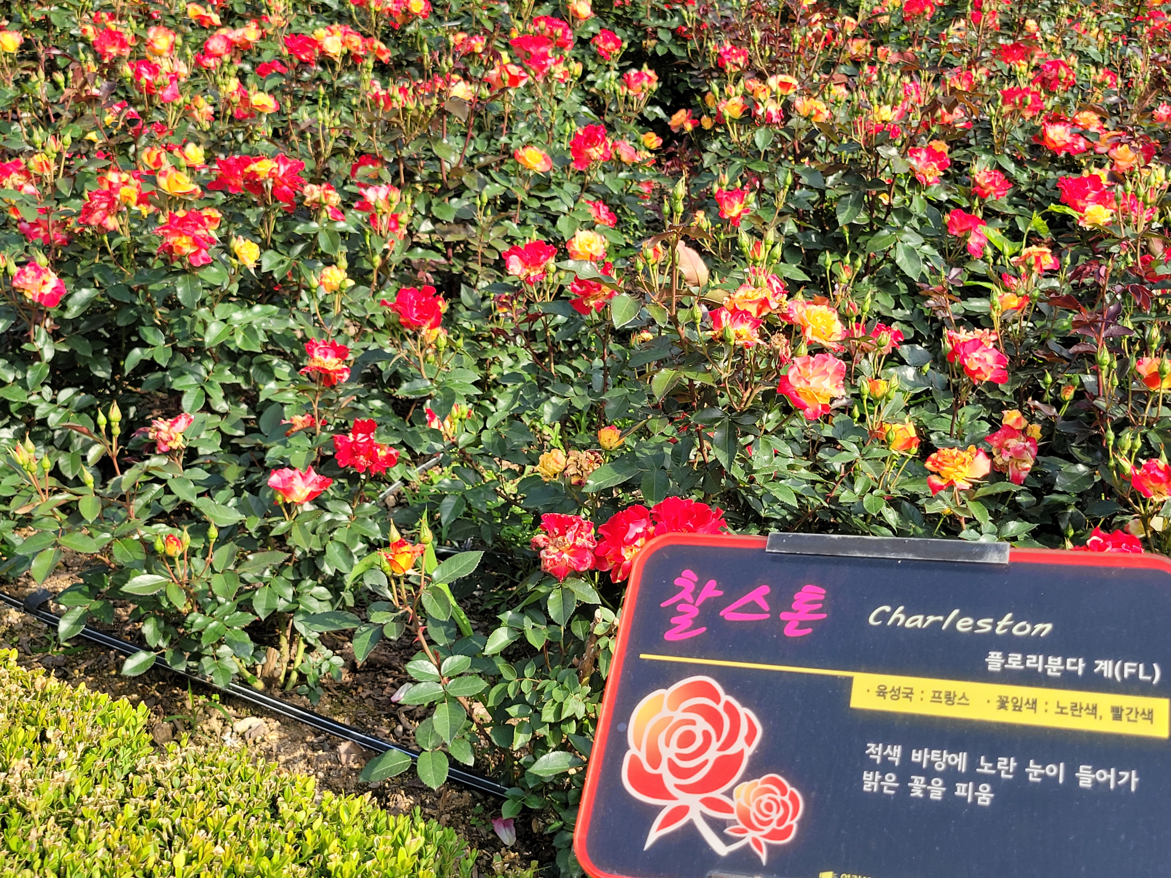 활짝 핀 장미꽃