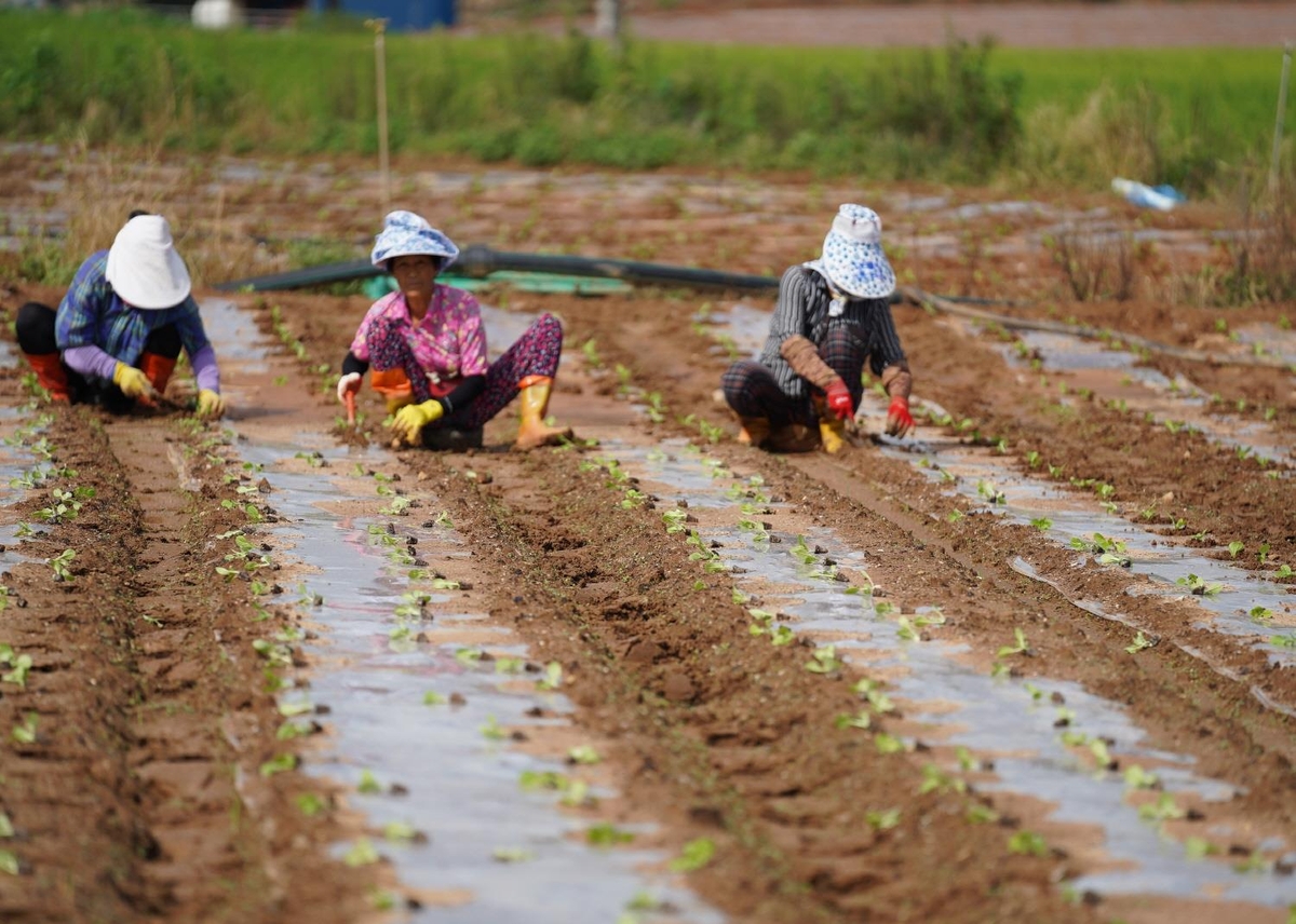 해남배추와 절임배추의 매력