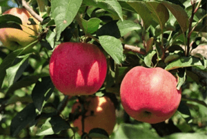 신장에좋은과일20