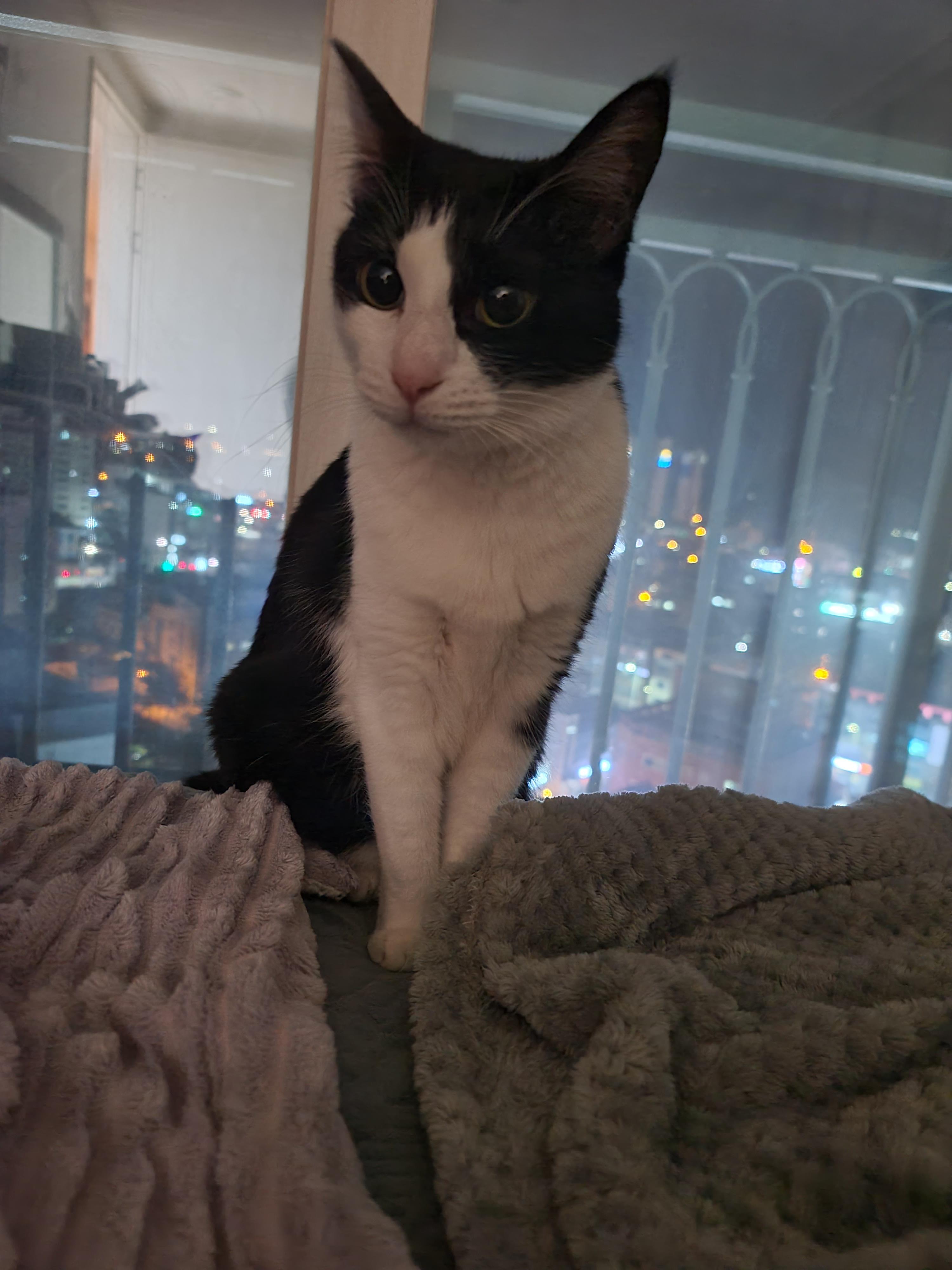 막대기를 너무 사랑하는 젖소냥이 두리(feat.호야)