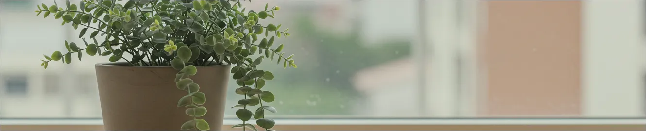 유카립투스
