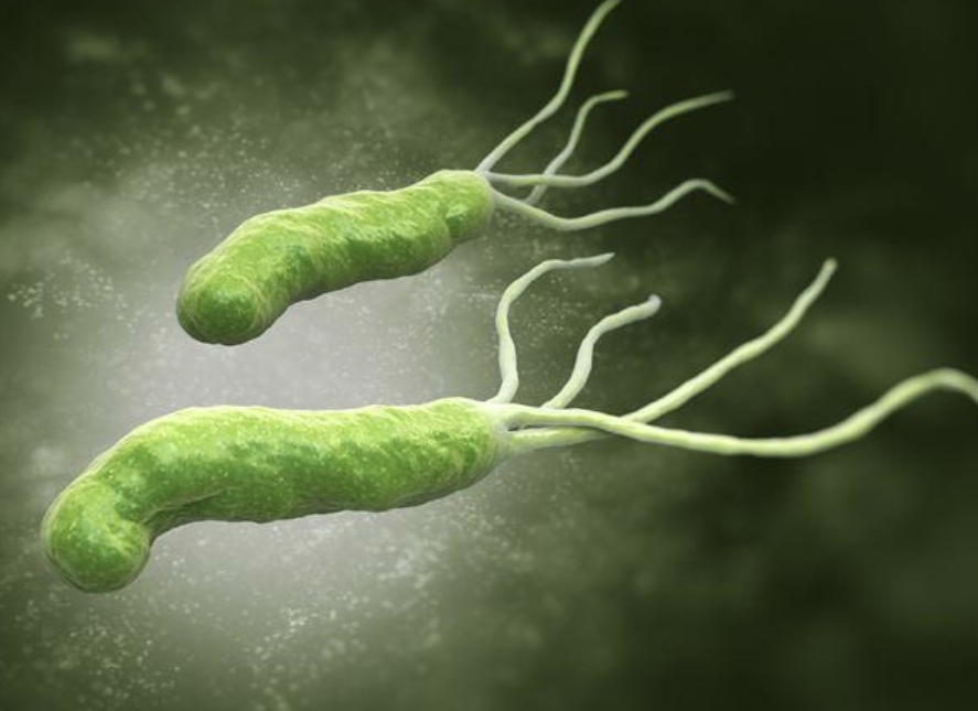 헬리코박터균 치료약, 원인 섬네일