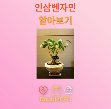 인삼벤자민 꽃말 및 탐구