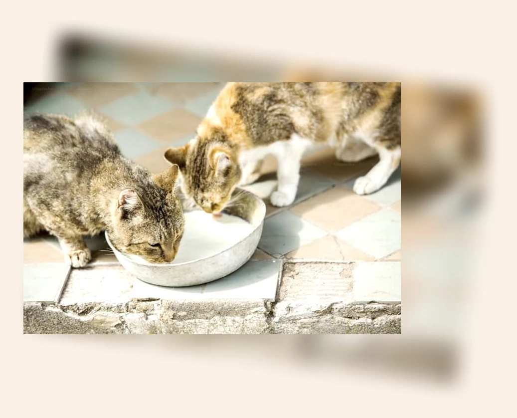 고양이 사료 선택_1_subsection