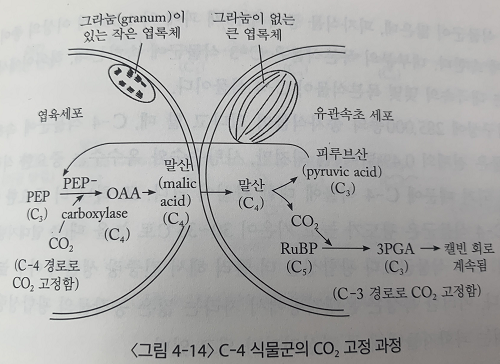 출처 : 수목생리학 (이경준 지음)