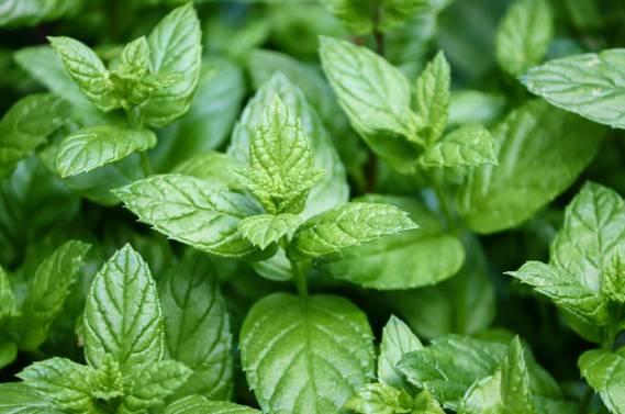 러브버그, 익충인가 해충인가?