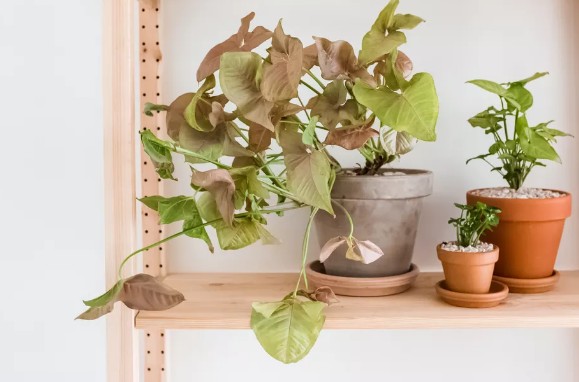 [식물키우기] 싱고니움 키우기 관리법 - 물주기, 햇빛, 온도, 습도, 흙(토양), 비료