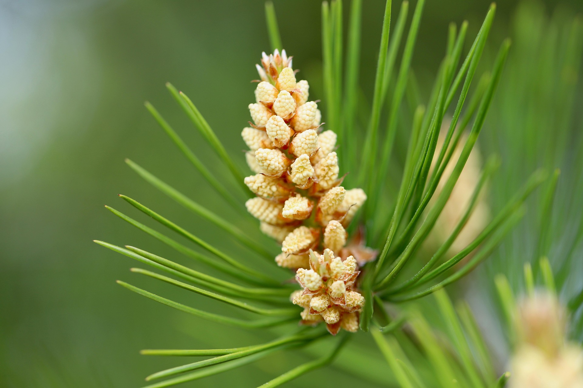 희귀 멸종위기 식물