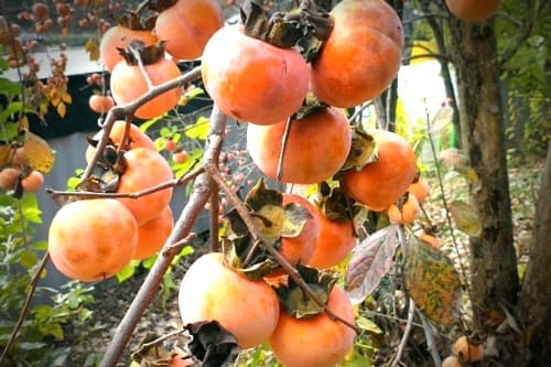 감나무-병충해-충해-깍지벌레-감꼭지나방-노린재-약치는시기-방제시기-방제방법
