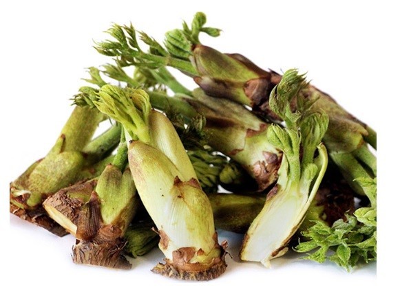 땅두릅 참두릅 효능과 부작용 