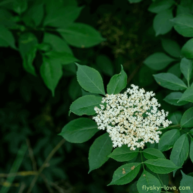엘더플라워