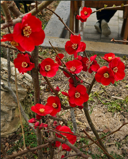 안산 식물원 매화, 카페 정보