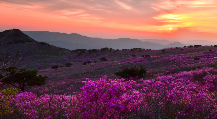 비슬산 참꽃축제