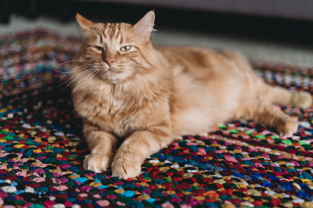 Norwegian Forest Cat