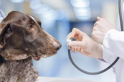 진료중인 강아지