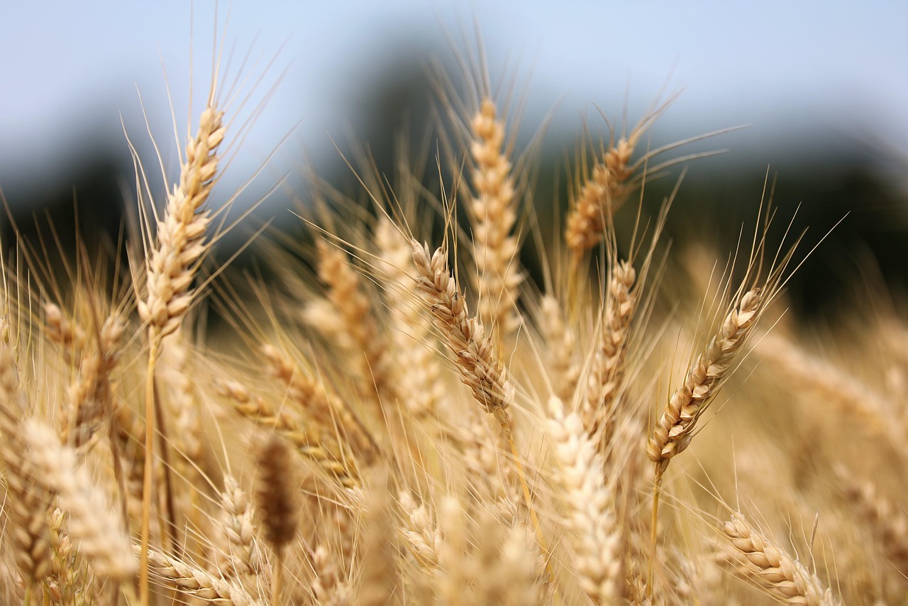 유전자 편집 작물(CRISPR Crops)의 영양 강화 사례