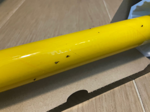 초파리 트랩에 잡힌 초파리 클로즈업