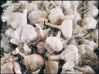 홍산마늘 중간사이즈