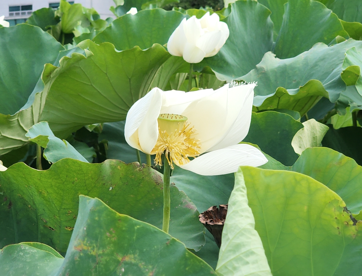 거제 연꽃 명소