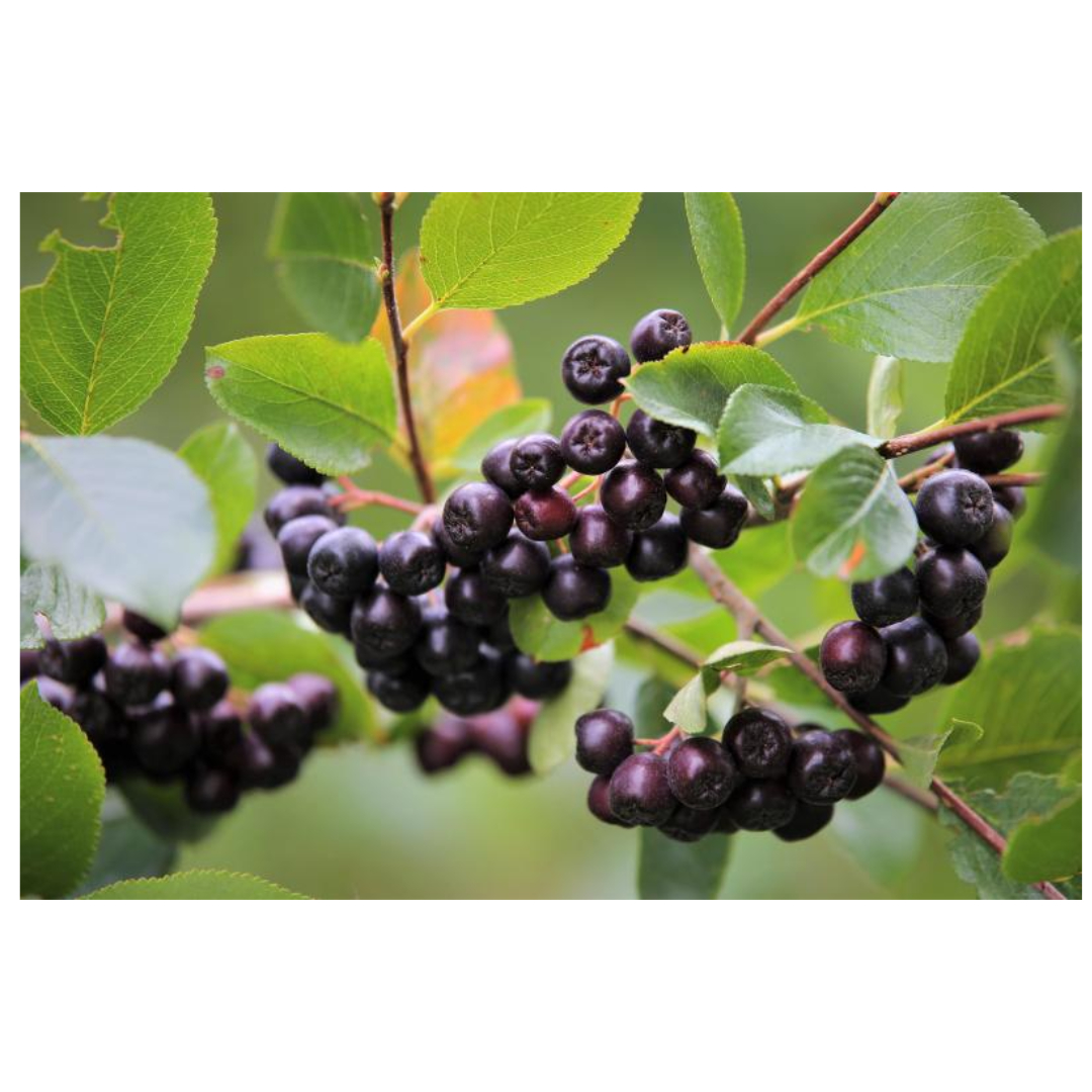 아로니아와 관련된 사진입니다.