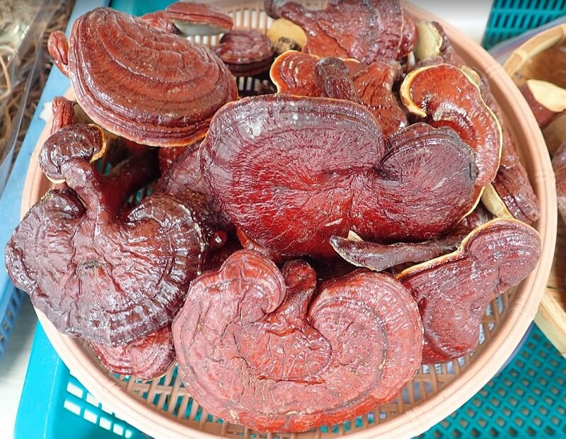 잘-마른-영지버섯