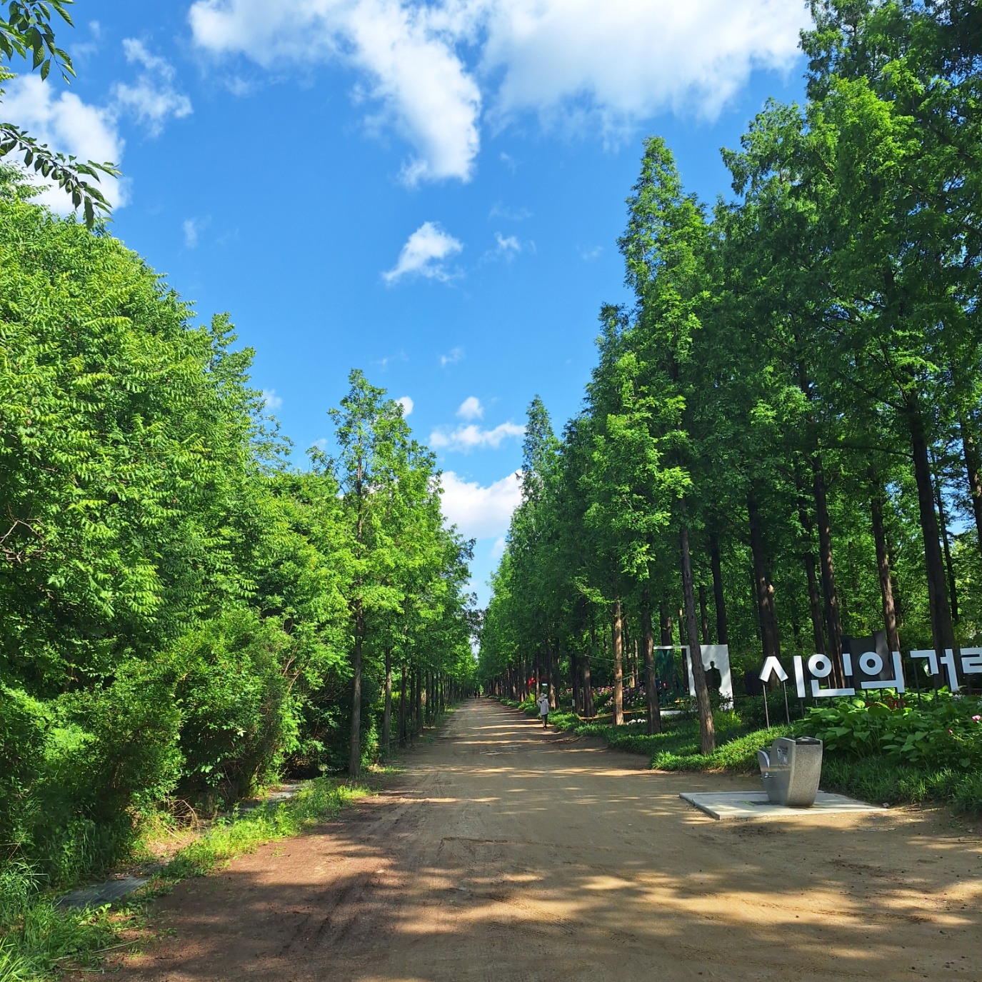 서울 둘레길 15코스-하늘공원 메타세콰이어숲길