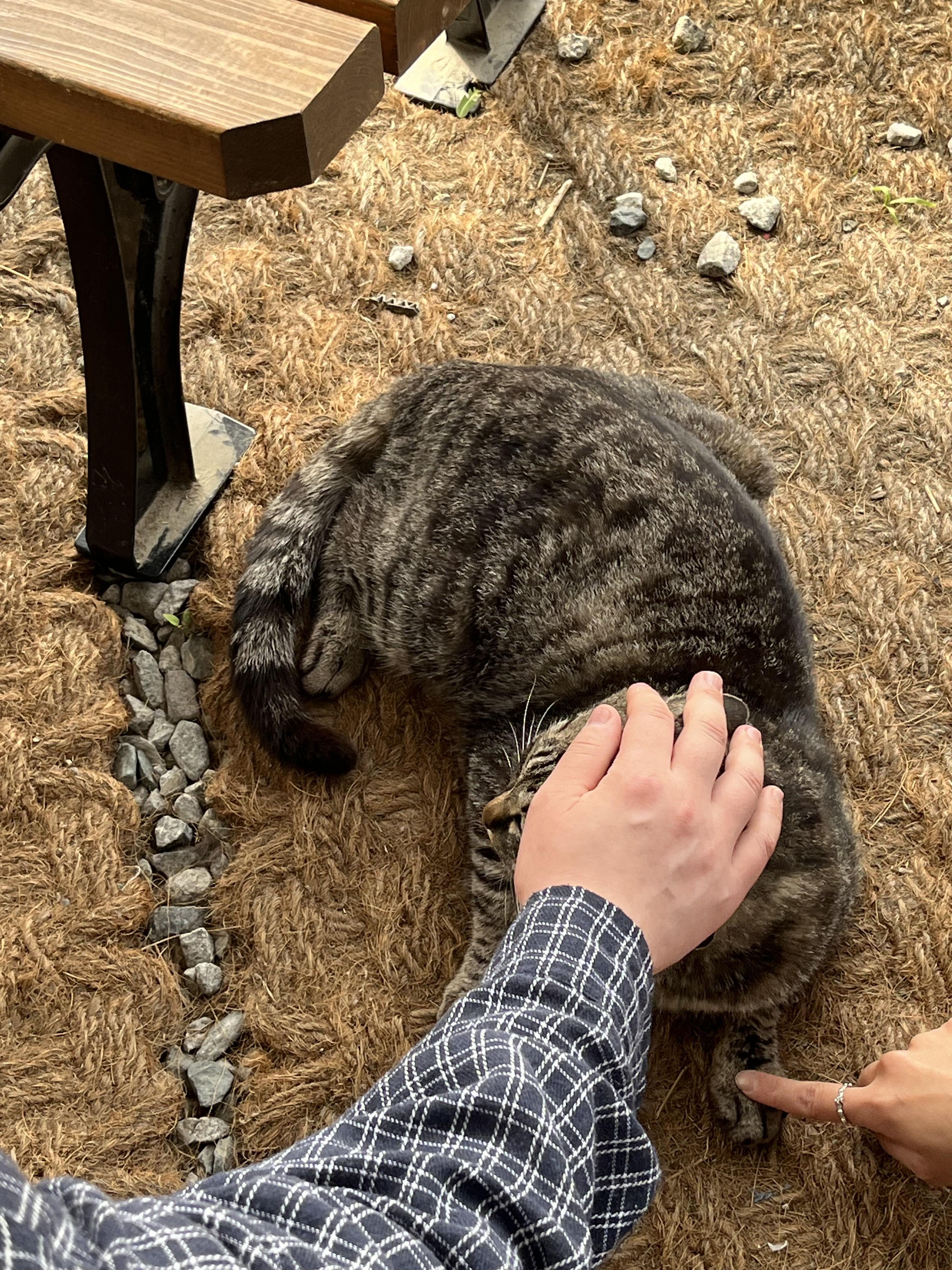 앉아있는 고양이