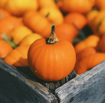 호박 효능과 부작용 고르는법 칼로리