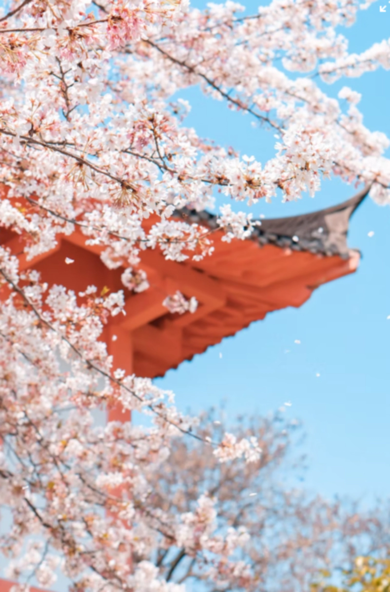 벚꽃 축제 유명한 곳