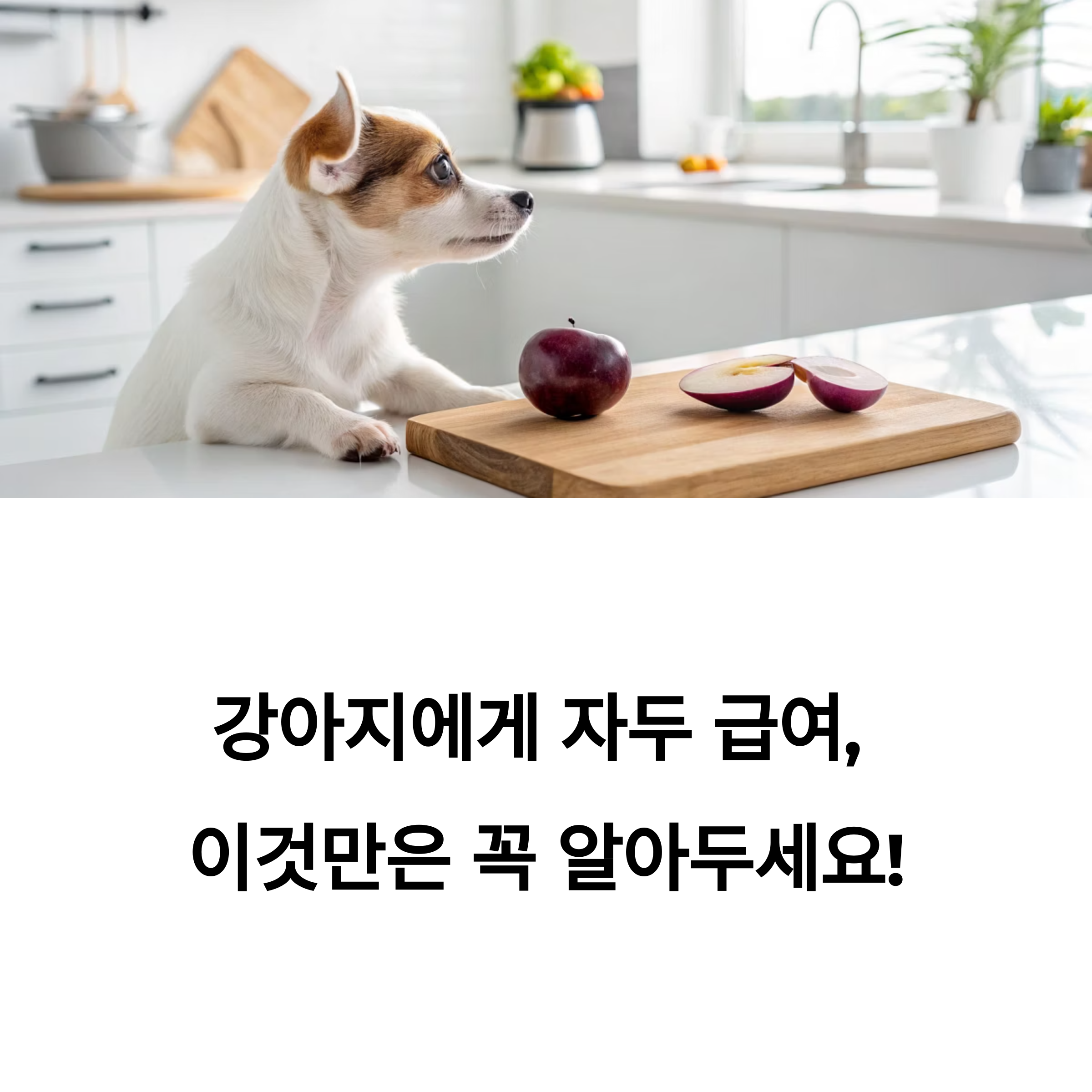 강아지에게 자두 급여, 이것만은 꼭 알아두세요!