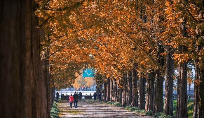 담양 메타세쿼이아 가로수길