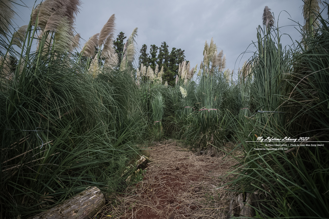 #제주 #파더스가든 #억새 #수국 #목마 #자전거 #2022제주여행