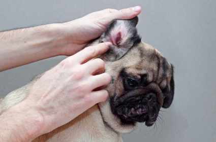 귀를 검사하는 퍼그