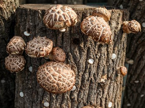 몸속 염증을 줄이고 건강을 지키는 음식