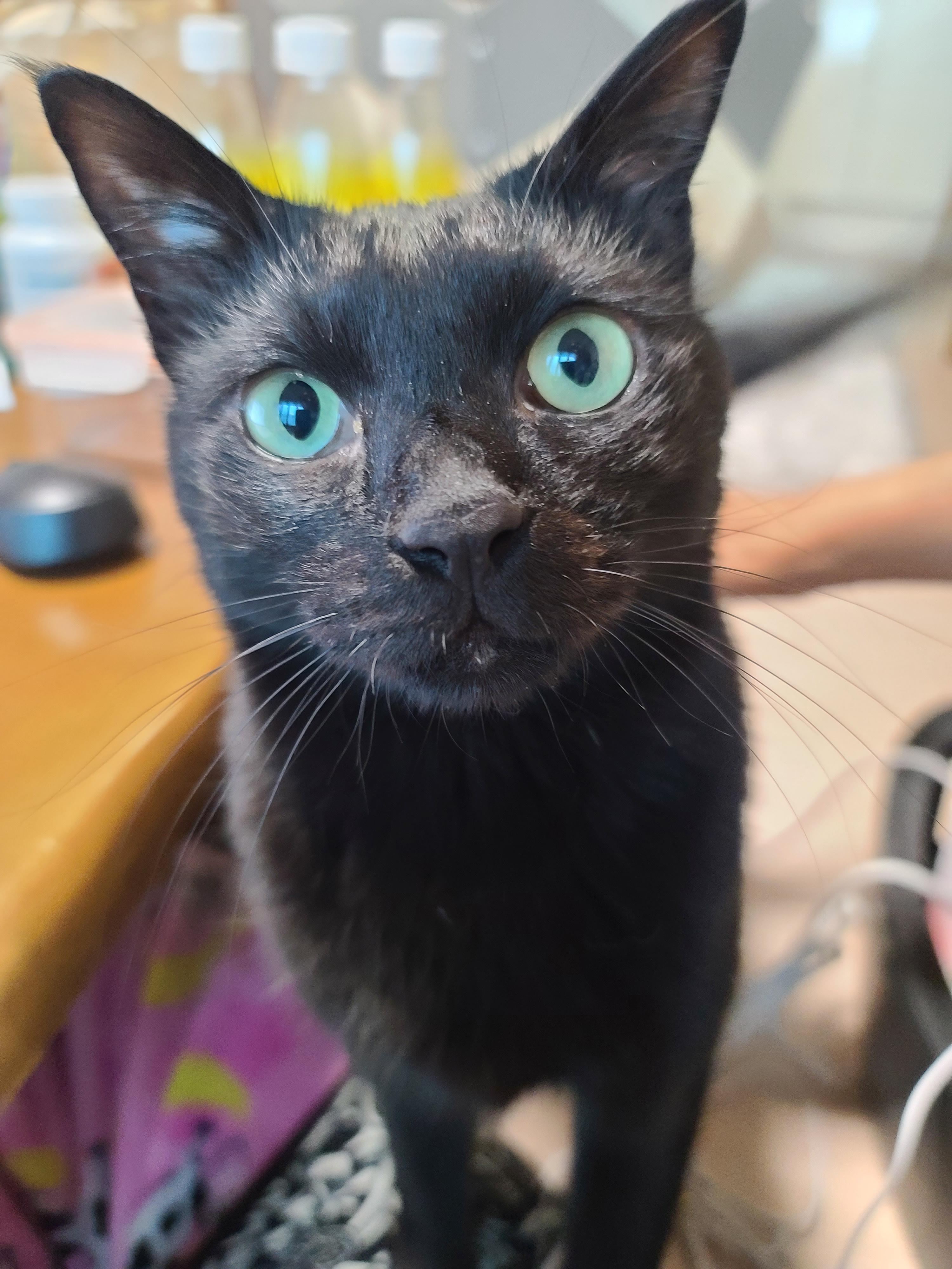 비오는 날 아침. 퇴원한 호야 컨디션 체크를 위해 시작된 사냥놀이.